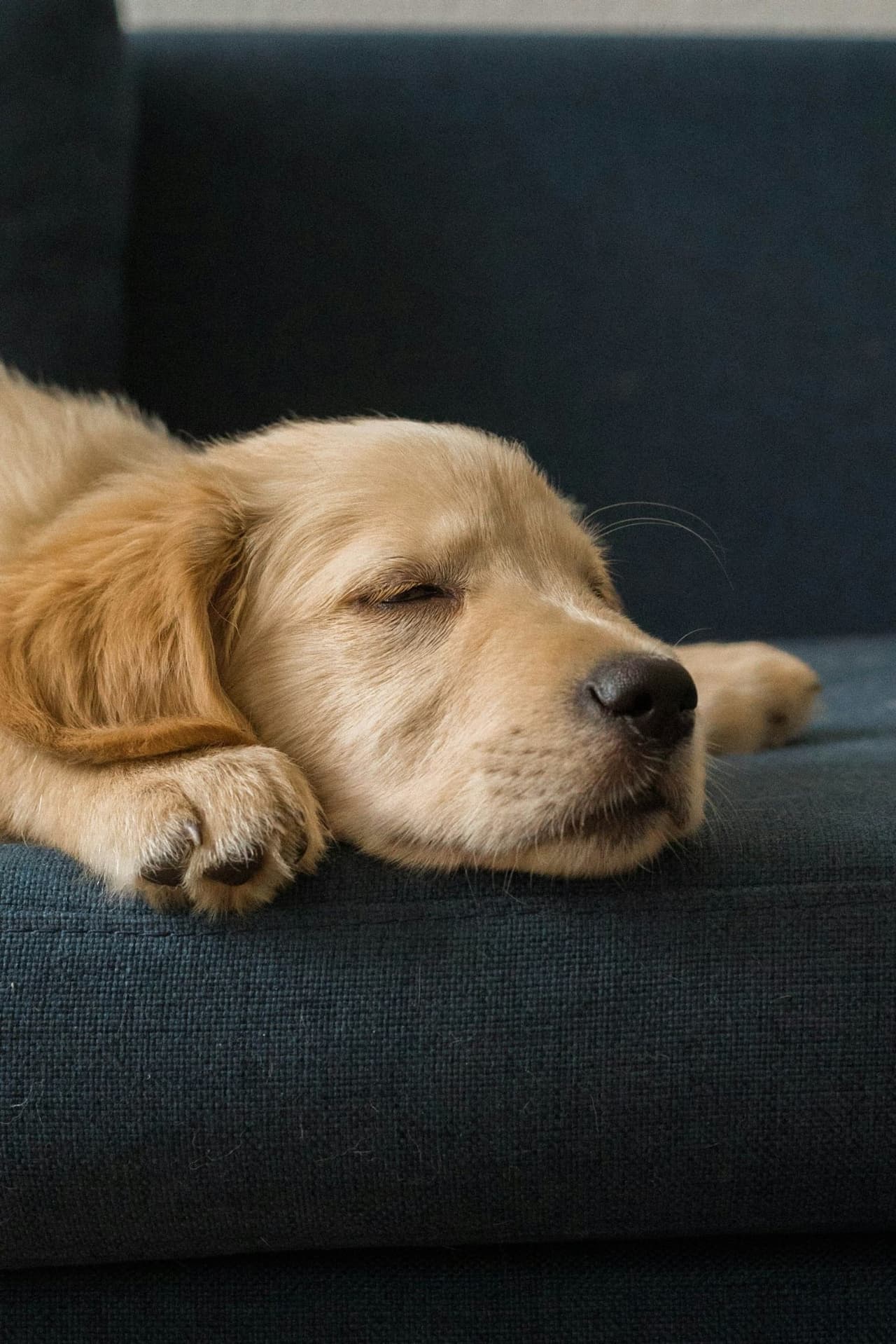 Golden retriever leżący na niebieskim kocu